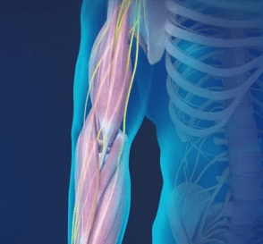 Περιφερικά νεύρα-ΕΞΩΦΥΛΛΟ